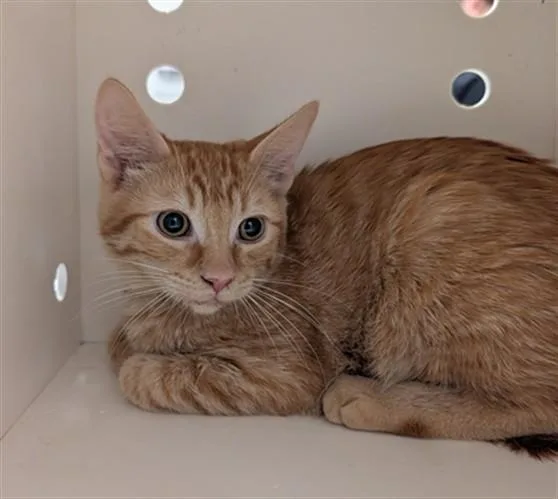 A baby small-sized male Domestic Short Hair cat named Mojo for adoption in Ontario, CA