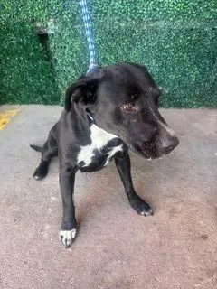 An adult large-sized female Black Labrador Retriever dog named 61382441 for adoption in El Paso, TX