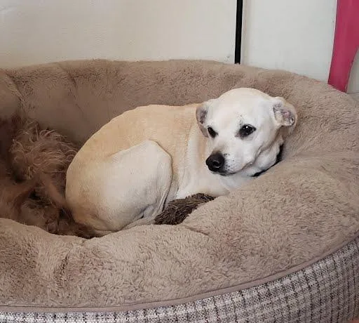 An adult small-sized female Labrador Retriever dog named Lacey for adoption in San Diego, CA