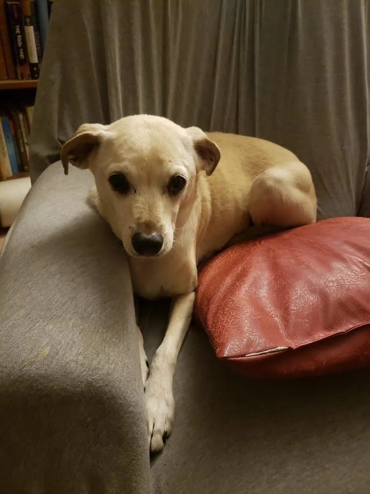 Lacey thumbnail 3