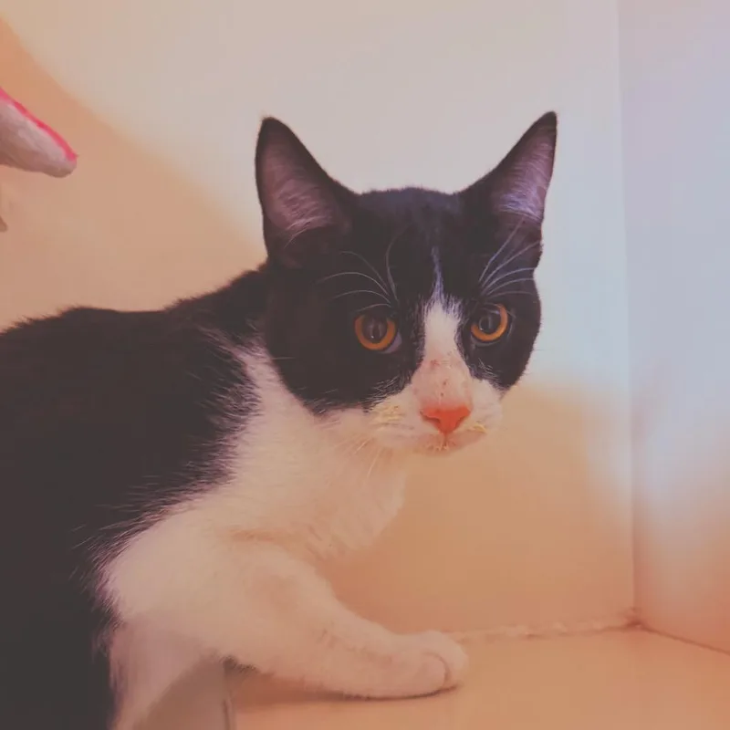 A young medium-sized male Black & White / Tuxedo Domestic Short Hair cat named Smoke for adoption in Hays, KS