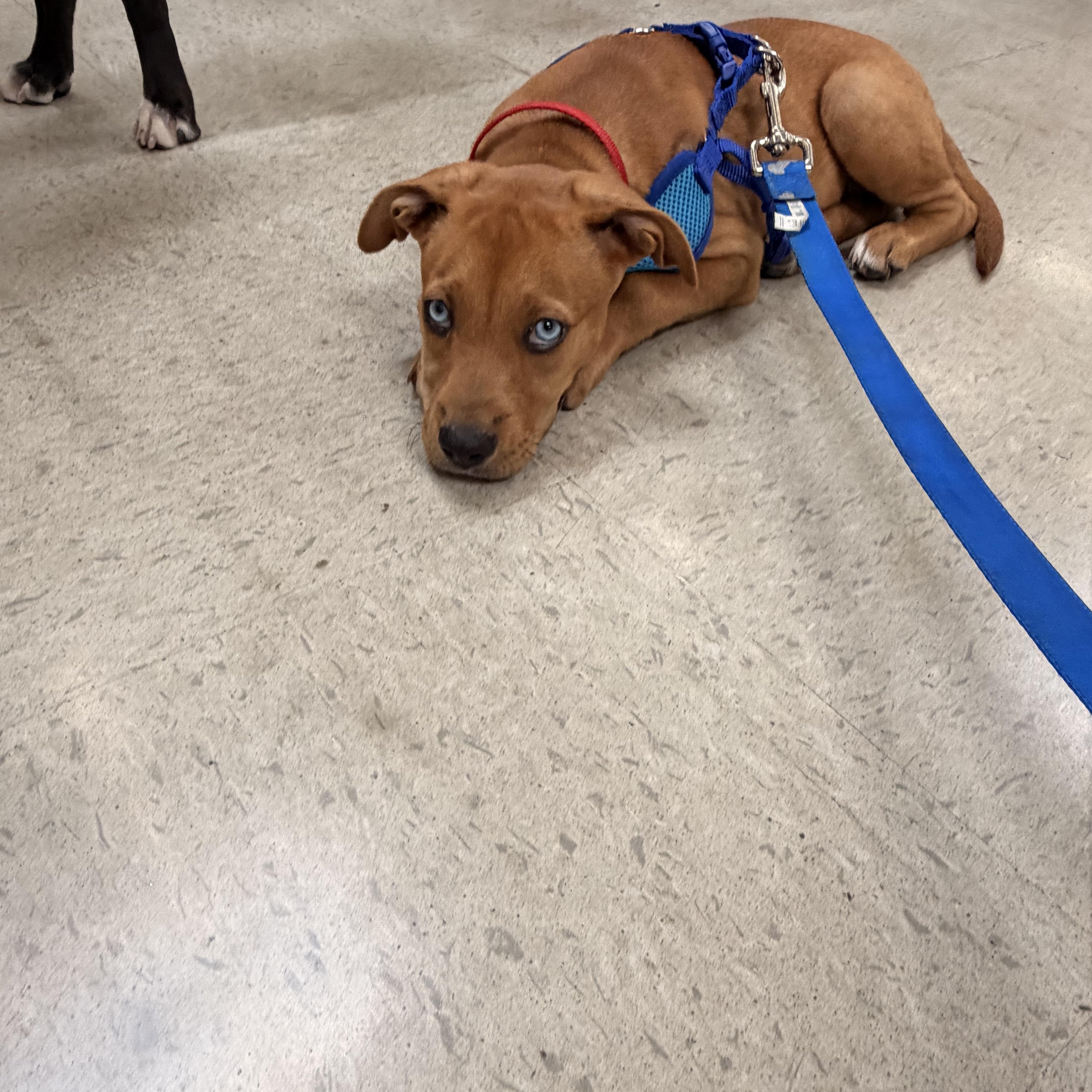 A baby medium-sized male Mixed Breed dog named Levi for adoption in Monona, WI