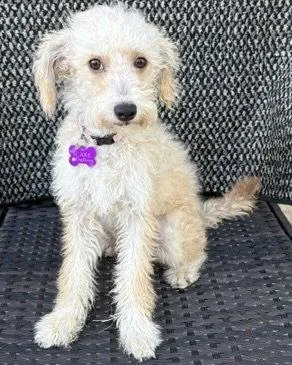 A baby small-sized female Poodle dog named Pearl for adoption in Corona, CA