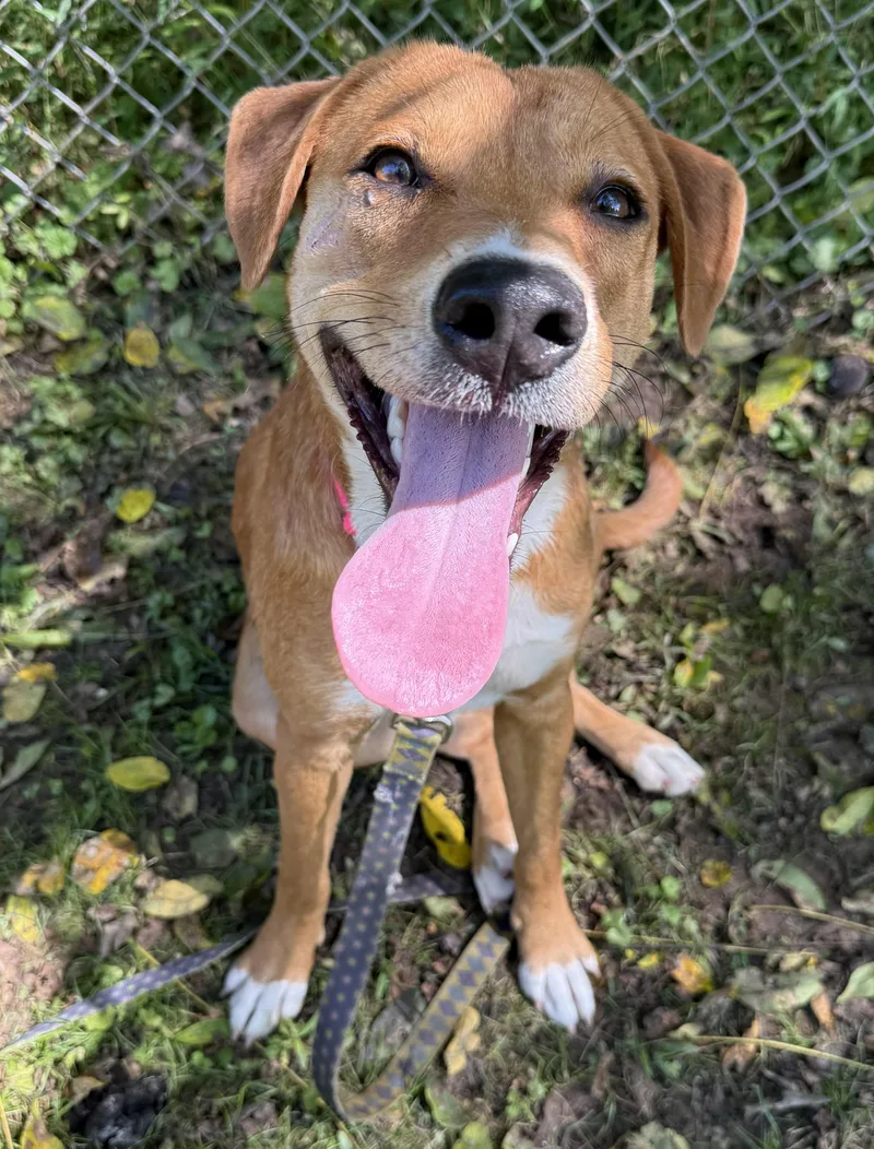 An adult medium-sized female Golden Labrador Retriever dog named Macy for adoption in Ona, WV