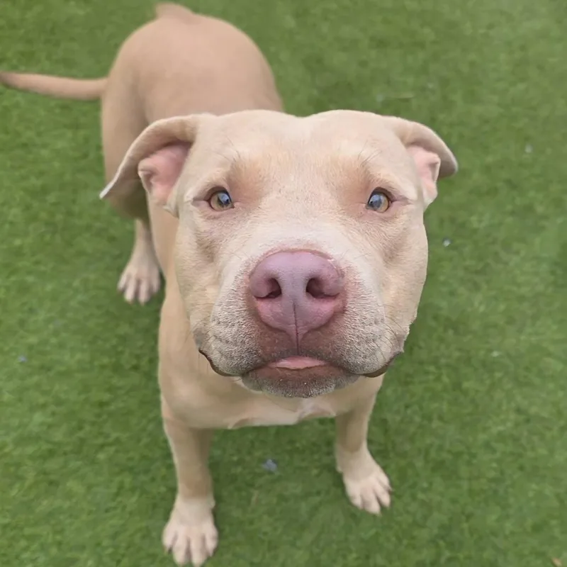A young large-sized male Yellow / Tan / Blond / Fawn Pit Bull Terrier dog named Valcor for adoption in Chandler, AZ