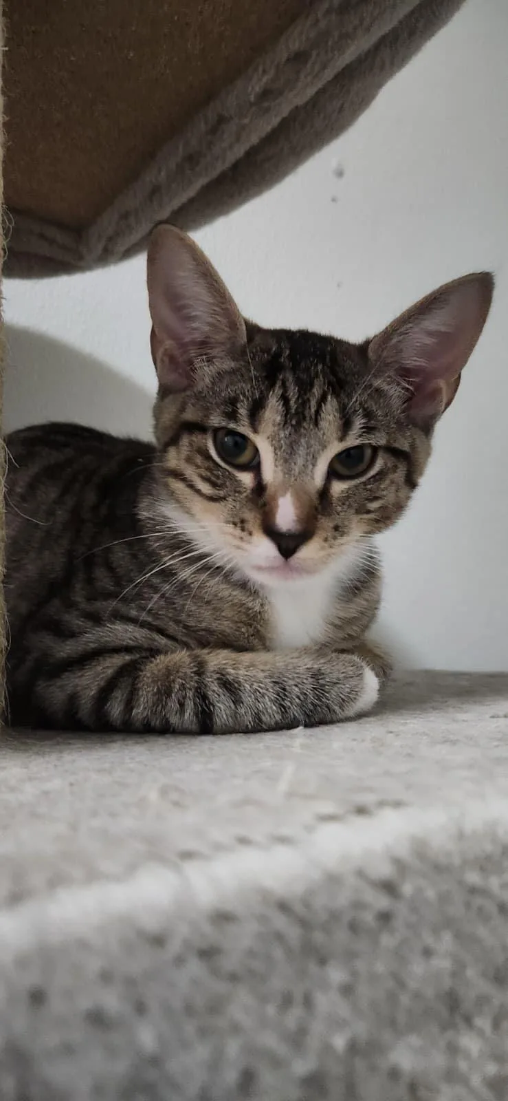 A baby small-sized female Tabby (Brown / Chocolate) American Shorthair cat named Hawk for adoption in Highland Park, NJ