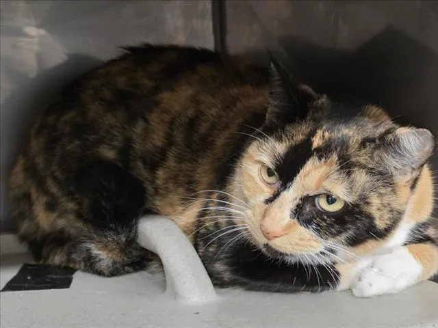 An adult medium-sized female Domestic Short Hair cat named Little Girl for adoption in Woodland, CA