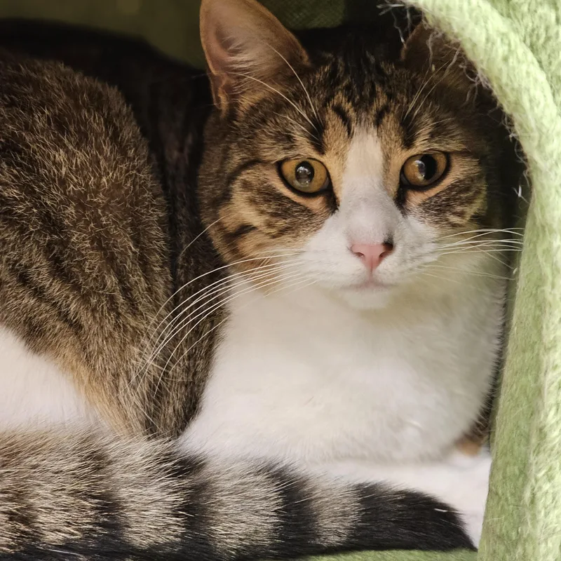 A young medium-sized female Tabby (Brown / Chocolate) Tabby cat named Bandai for adoption in Richmond, VA