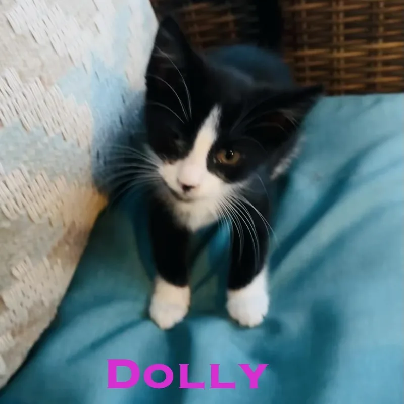 A baby medium-sized female Black Domestic Short Hair cat named Dolly for adoption in Edwardsville, IL