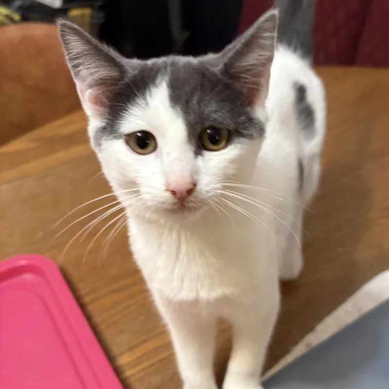 A baby small-sized female Domestic Short Hair cat named Karleen for adoption in Saugerties, NY