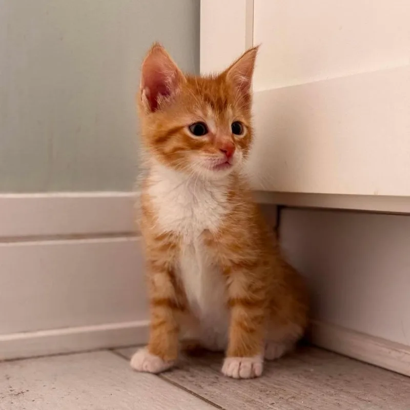 A baby small-sized male Orange / Red Domestic Short Hair cat named Wisp for adoption in Forest Park, IL