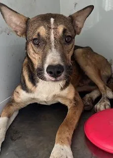 A young small-sized male German Shepherd Dog dog named Roman for adoption in Stockton, CA