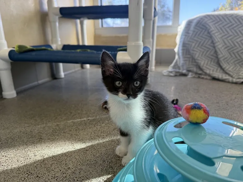 A baby medium-sized female Black & White / Tuxedo Domestic Short Hair cat named Kesha for adoption in Berkeley, CA