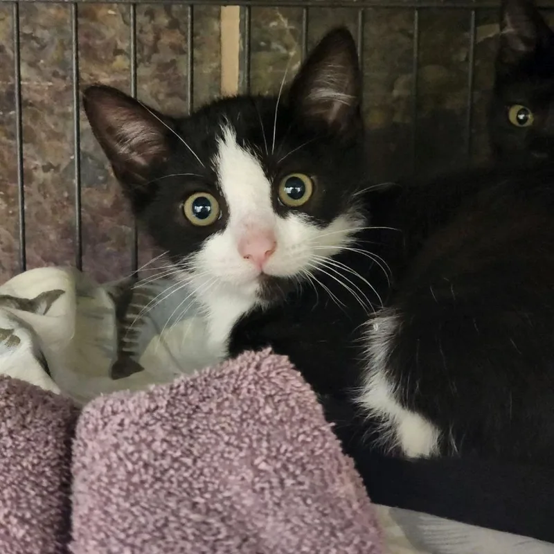A baby small-sized female Black Domestic Short Hair cat named Mabel for adoption in Columbus, NC