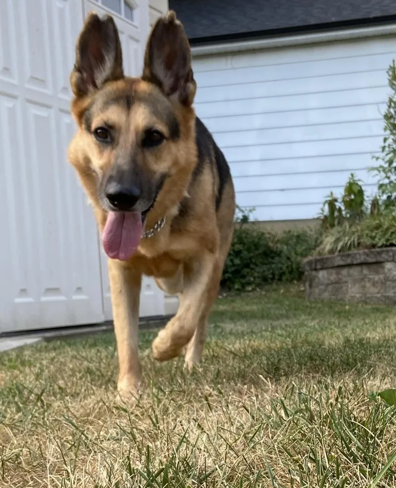 Heidi thumbnail 3