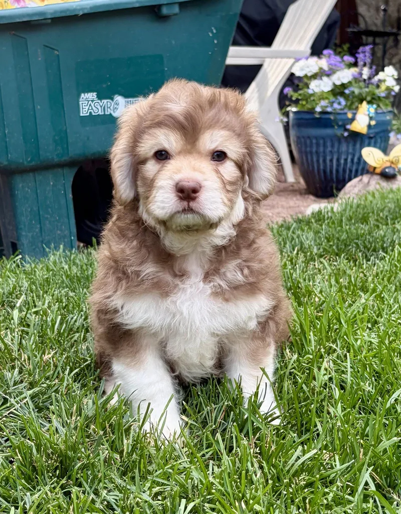 A baby medium-sized male Poodle dog named Scallion Ca for adoption in Hillside, IL