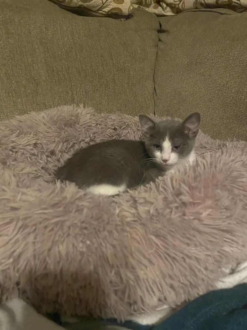 A baby medium-sized male Gray & White Domestic Short Hair cat named Screech Willow Grove for adoption in Greenville, DE