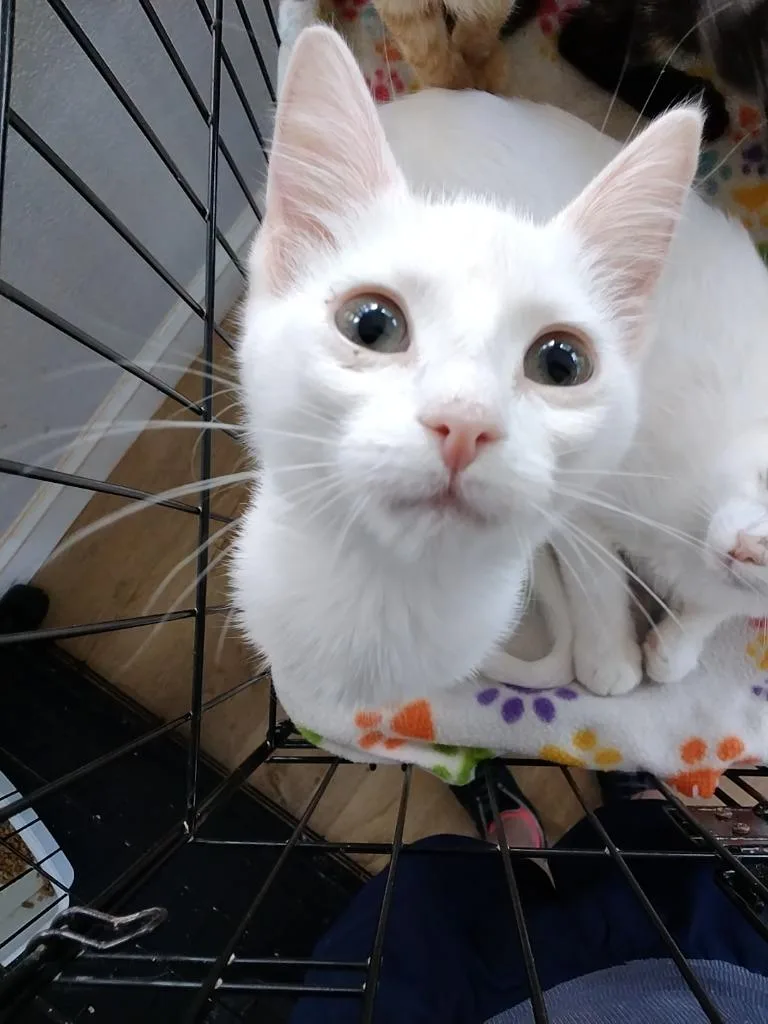 A baby medium-sized female Domestic Short Hair cat named Snowball for adoption in Richland Hills, TX