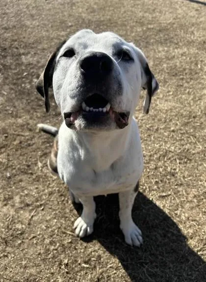 Figgy Pudding thumbnail 2