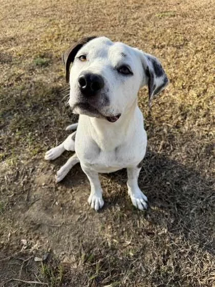 Figgy Pudding thumbnail 3