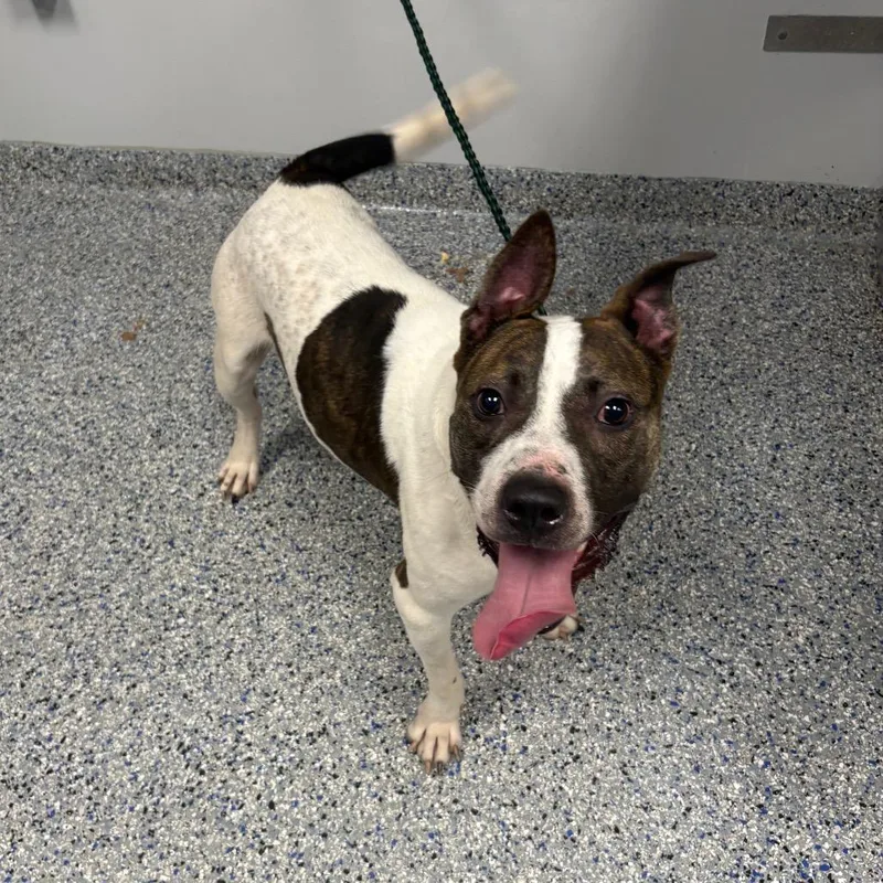 An adult medium-sized male White / Cream Mixed Breed dog named Pizza Roll for adoption in Greenville, SC