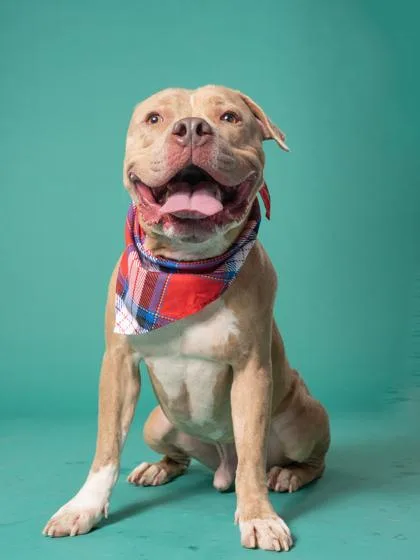 An adult large-sized male Mixed Breed dog named DaDa for adoption in Atlanta, GA
