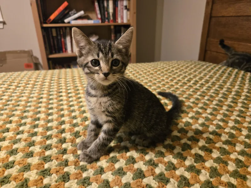 A young medium-sized female Tabby (Brown / Chocolate) Domestic Short Hair cat named Nebula for adoption in Marietta, GA