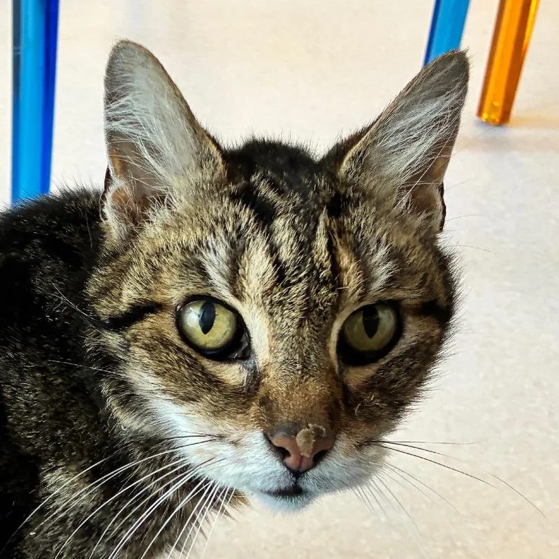 A senior medium-sized male Brown / Chocolate Domestic Short Hair cat named Lawrence for adoption in Redwood City, CA