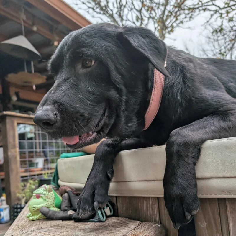 Clifford thumbnail 2