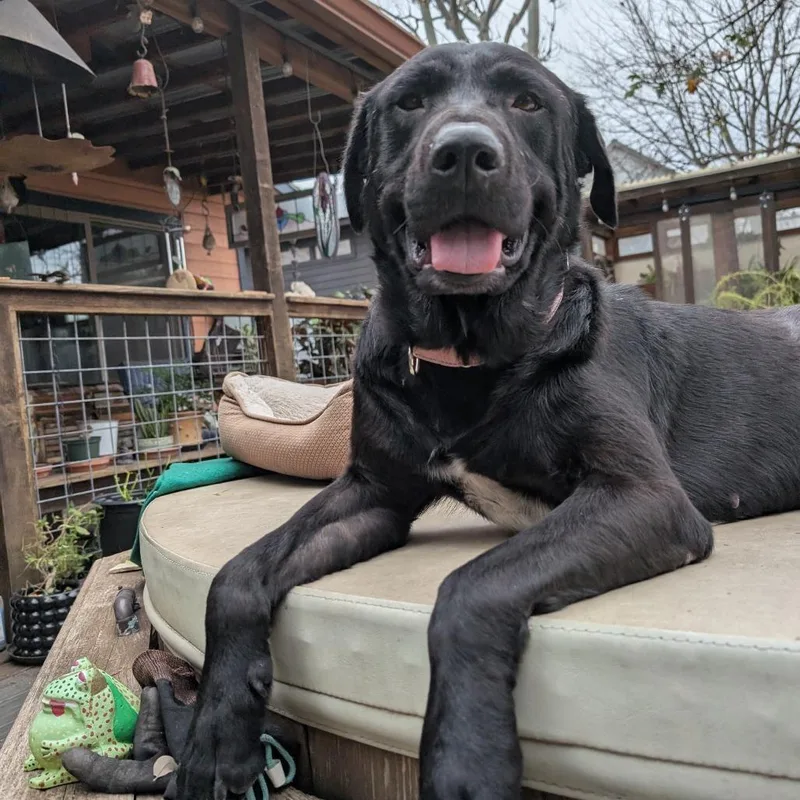 Clifford thumbnail 3