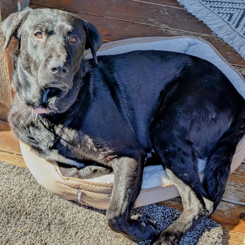 Clifford thumbnail 4