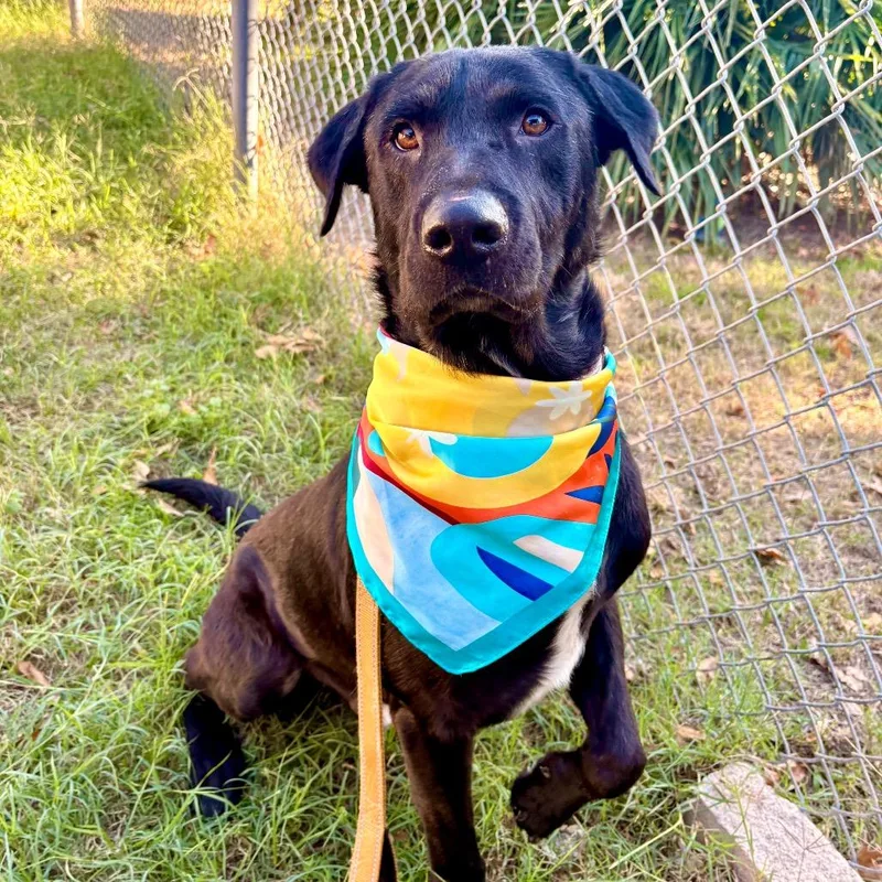 Clifford thumbnail 5