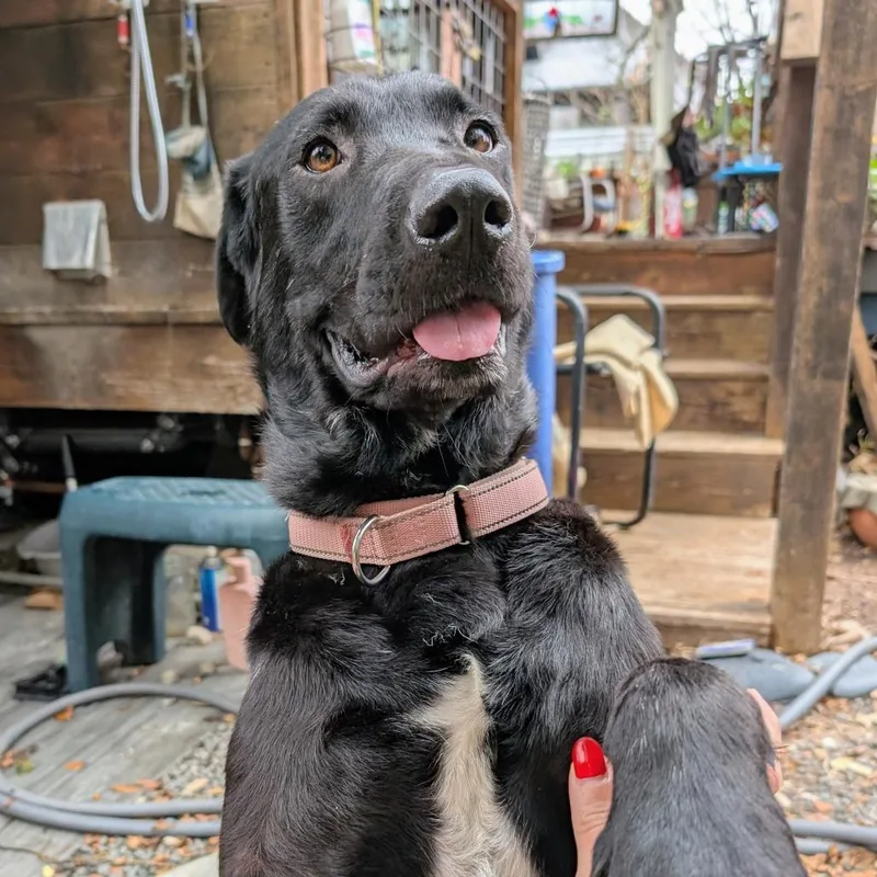 Clifford thumbnail 6