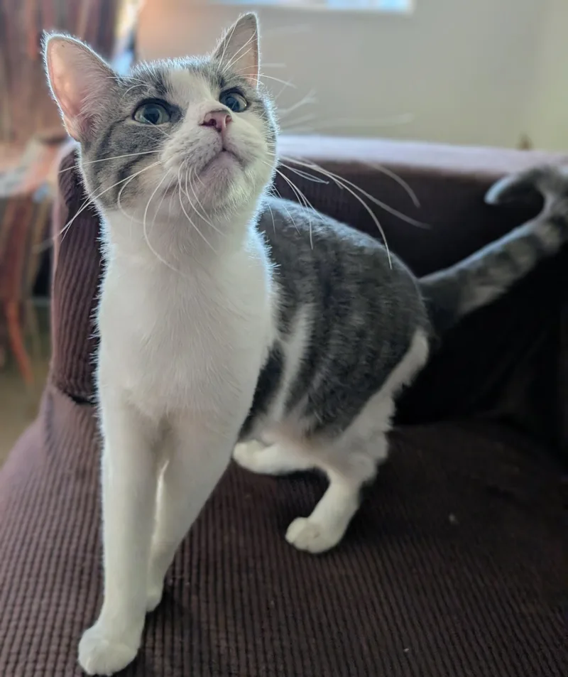 A young medium-sized female Gray & White Domestic Short Hair cat named Svetlana for adoption in Pearland, TX