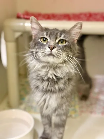 An adult medium-sized female Tabby (Gray / Blue / Silver) Domestic Medium Hair cat named Matey for adoption in Downers Grove, IL