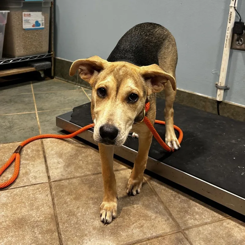 A baby medium-sized female Yellow / Tan / Blond / Fawn Mixed Breed dog named Elizabeth for adoption in Chattanooga, TN