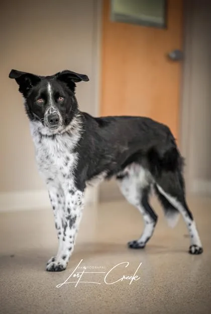 An adult large-sized male Border Collie dog named Jupiter `shadow` for adoption in Kalispell, MT