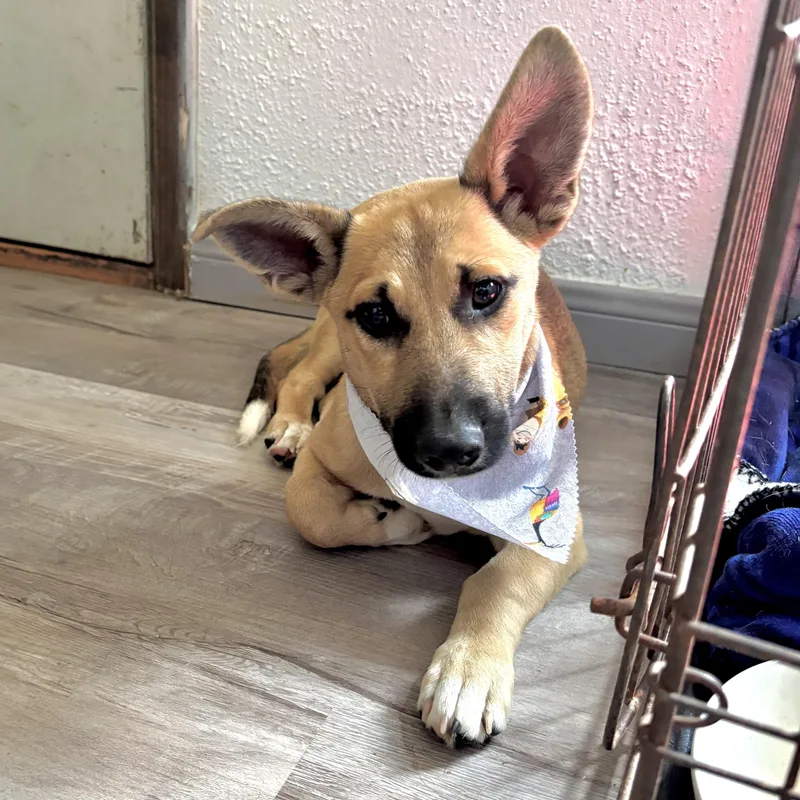 A baby medium-sized male Yellow / Tan / Blond / Fawn Shepherd dog named Jujubee for adoption in Corpus Christi, TX