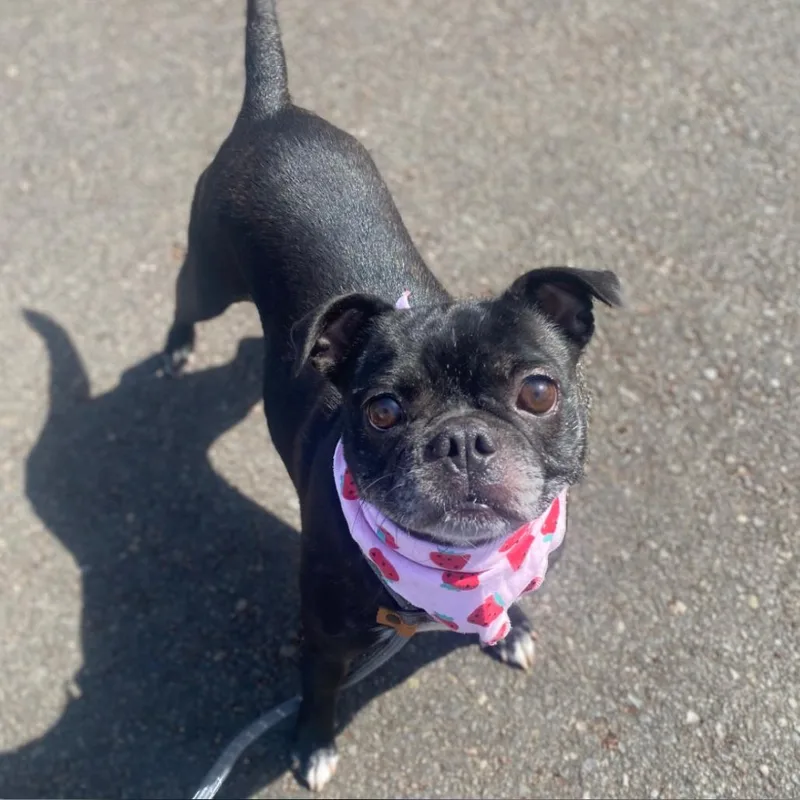 An adult small-sized female Black Pug dog named Darla for adoption in Newberg, OR