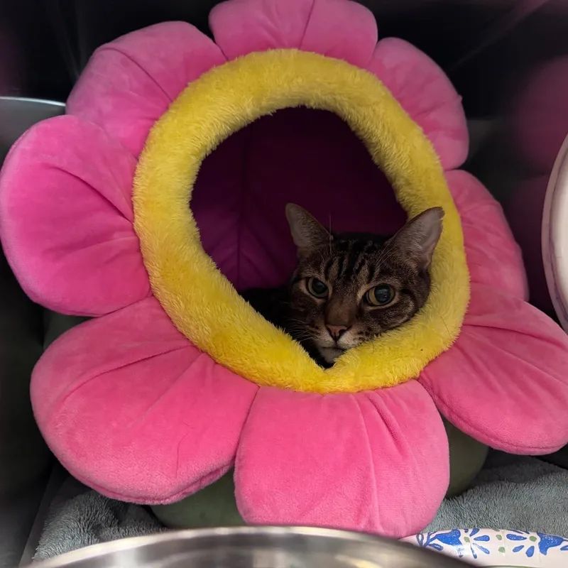 An adult medium-sized male Brown / Chocolate Domestic Short Hair cat named Dimmie for adoption in Charlottesville, VA