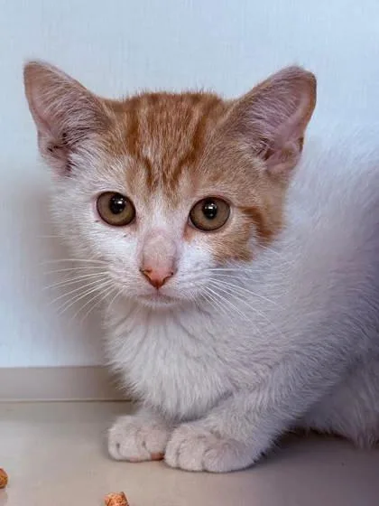 A baby small-sized female Domestic Short Hair cat named Tigger for adoption in Manteo, NC