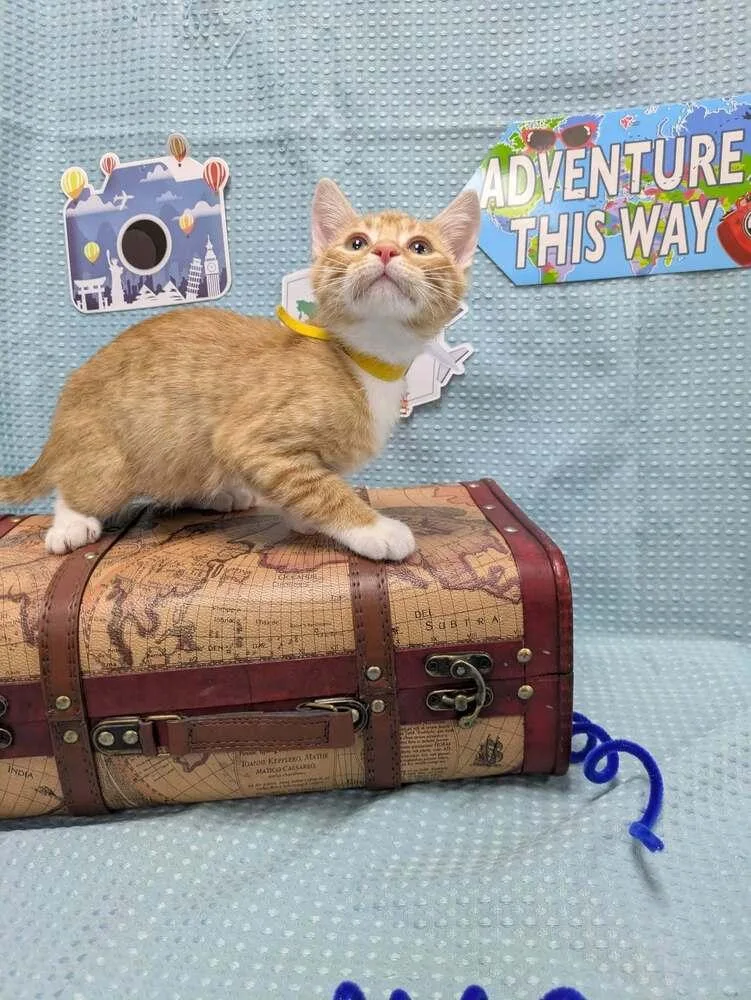 A baby small-sized male Orange & White Domestic Short Hair cat named Cheese for adoption in Raleigh, NC