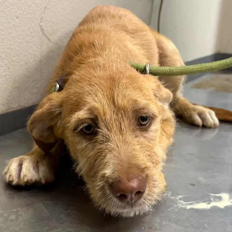 A baby small-sized female Terrier dog named Dulce for adoption in Yuma, AZ