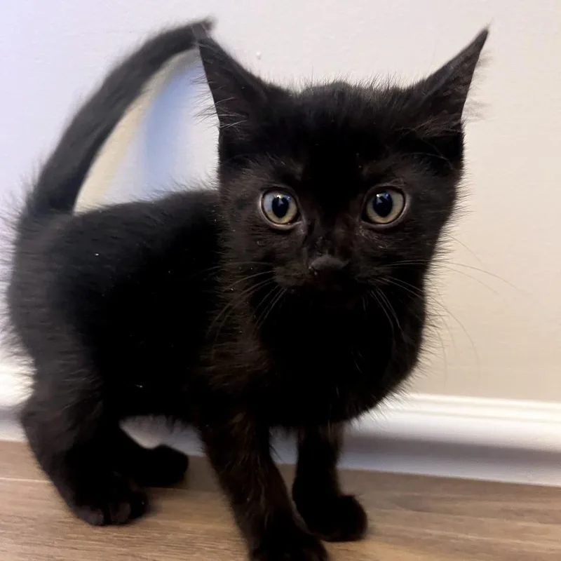 A baby small-sized male Black Domestic Short Hair cat named Bergamot for adoption in Brownsboro, AL