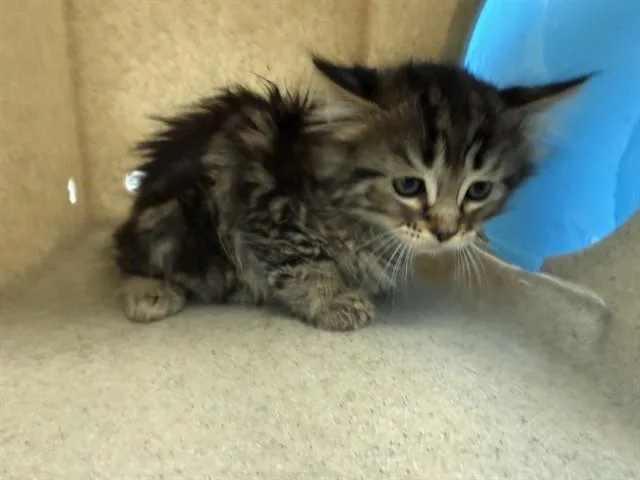 A baby small-sized female Domestic Medium Hair cat named Veronicat for adoption in Lancaster, CA
