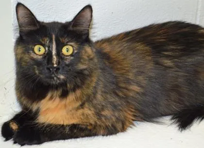 A senior medium-sized female Black Domestic Long Hair cat named Norma Jean for adoption in Harbor Springs, MI