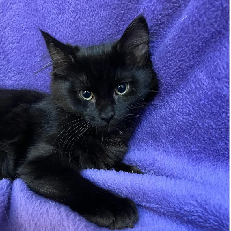 A baby small-sized female Black Domestic Medium Hair cat named Abby Swan for adoption in Merrifield, VA