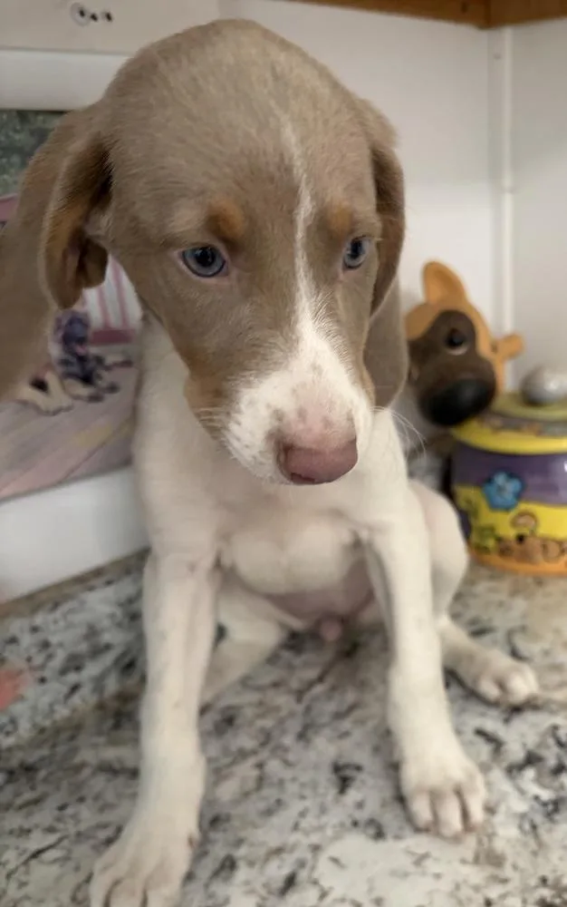 A baby medium-sized female White / Cream Hound dog named Sterling for adoption in Louisa, VA
