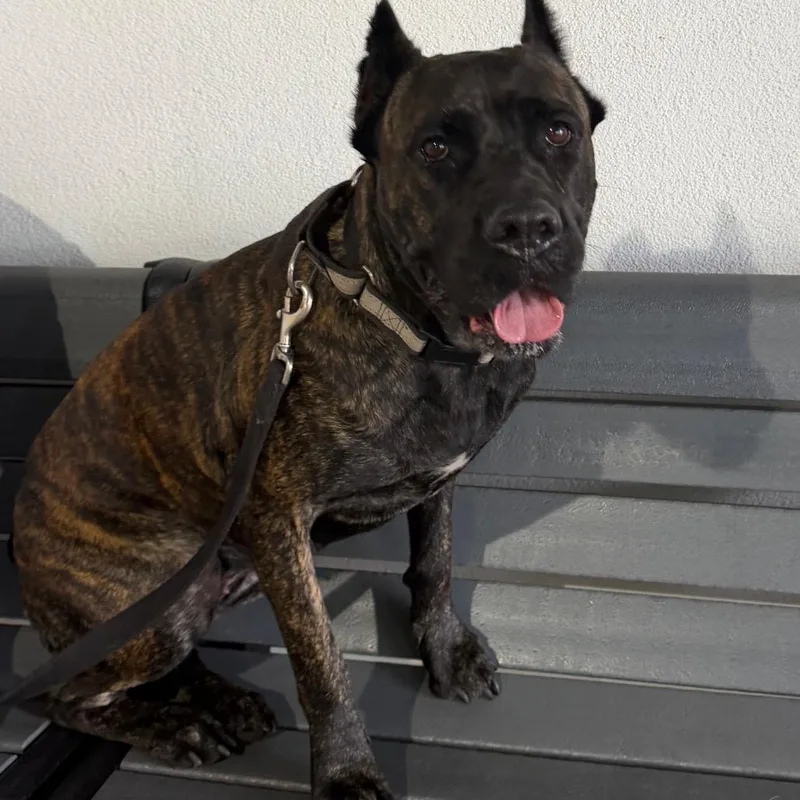An adult large-sized female Brindle Cane Corso dog named Angel for adoption in Tampa, FL
