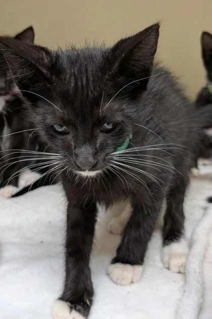 A baby small-sized male Domestic Short Hair cat named Hamlet [Green] for adoption in Chamblee, GA